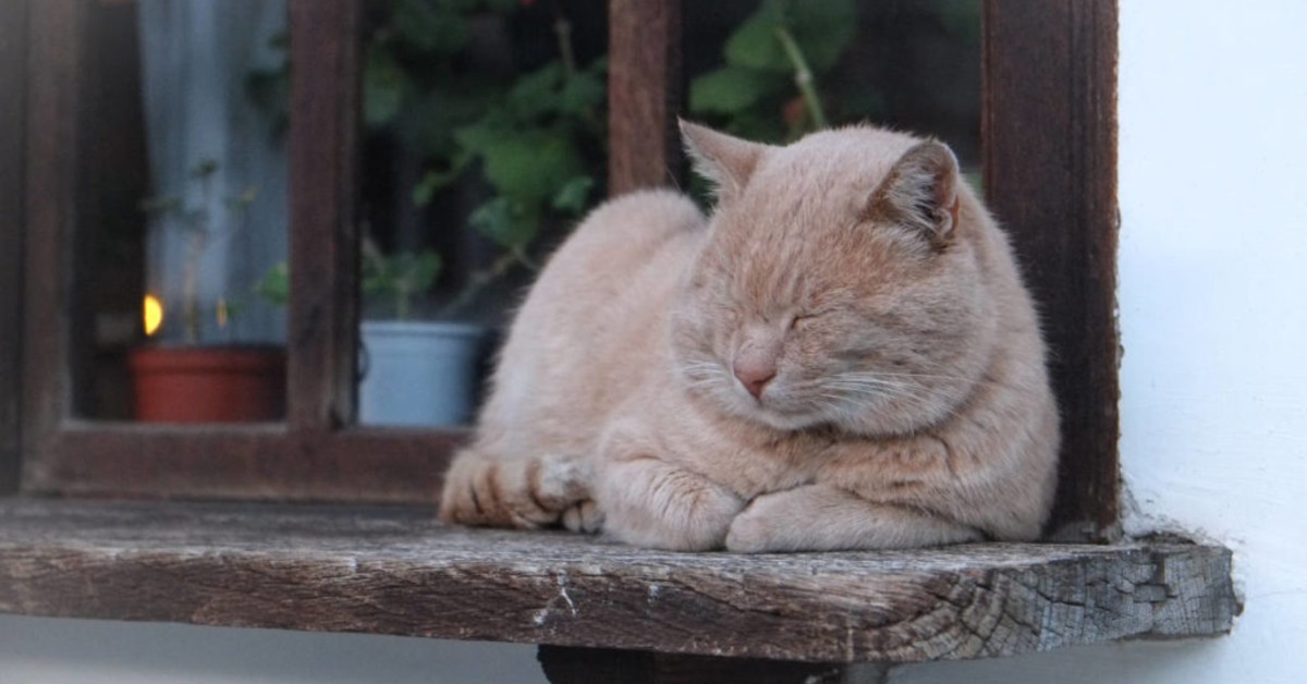 Gatto anziano vomita spesso: tutti i motivi e come riuscire ad aiutarlo