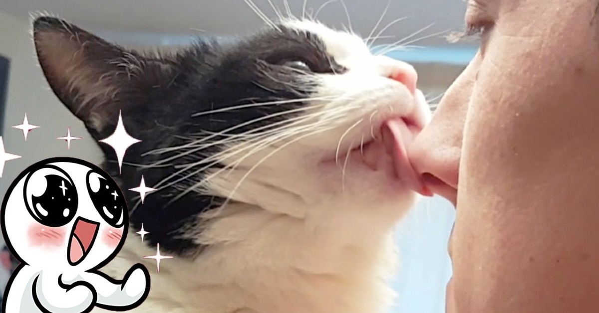 Gatto bacia il suo padrone ogni volta che può farlo (VIDEO)