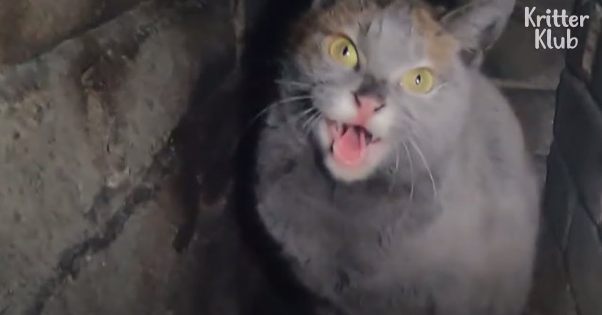 Ecco Nabi, gatto bloccato in un camino(VIDEO)