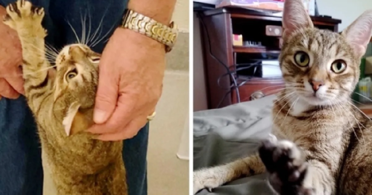 Gatto caduto in un tombino viene salvato e trova la famiglia dei suoi sogni (FOTO)