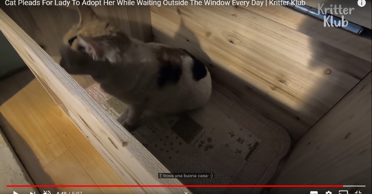 Gatto chiede aiuto ad una donna, ecco perché(VIDEO)