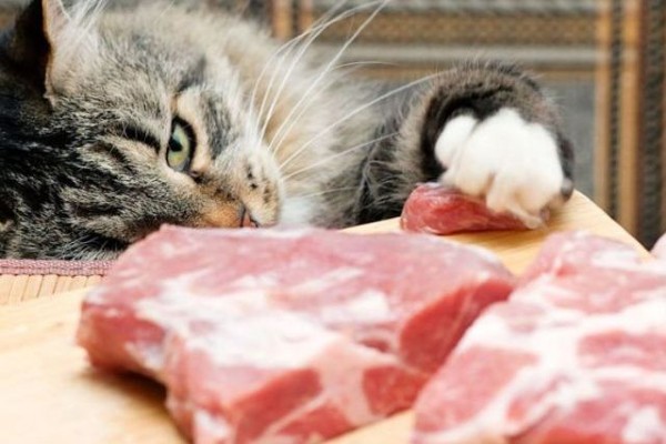 gatto mangia la carne