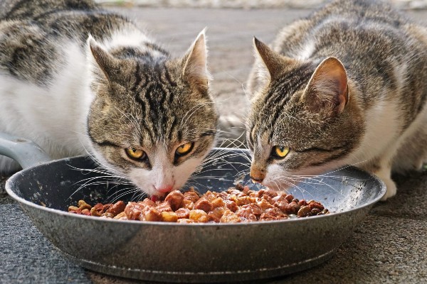 gatto che mangia cibo in scatola