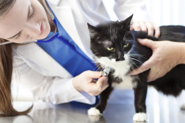 gatto dal veterinario