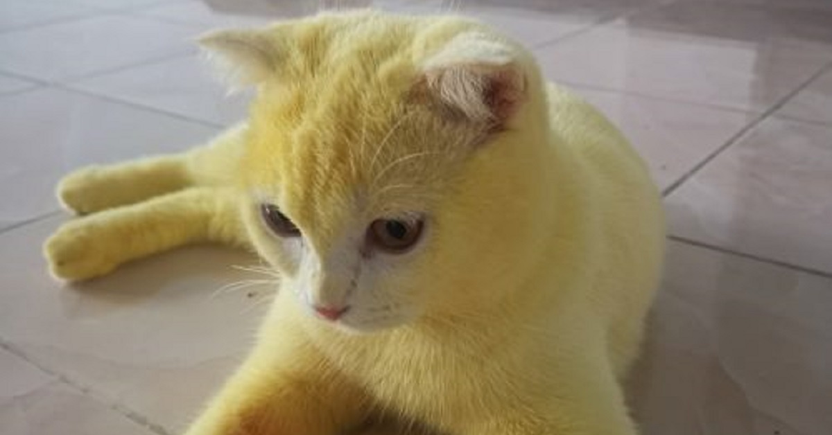 Gatto diventa completamente giallo grazie all’idea della proprietaria (VIDEO)