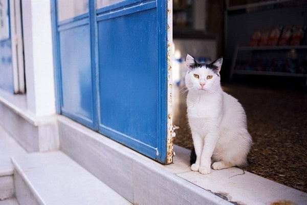 gatto con il pelo bianco e nero