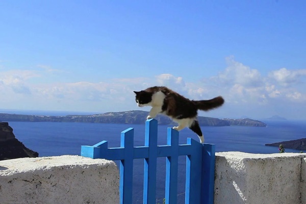 gatto che si arrampica su un muretto