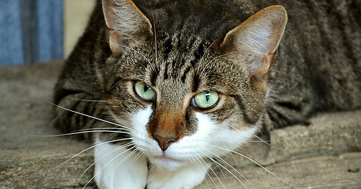 Gatto Egeo, carattere e temperamento: conosciamolo meglio