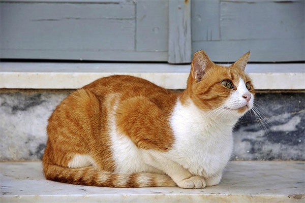 gatto arancione e bianco