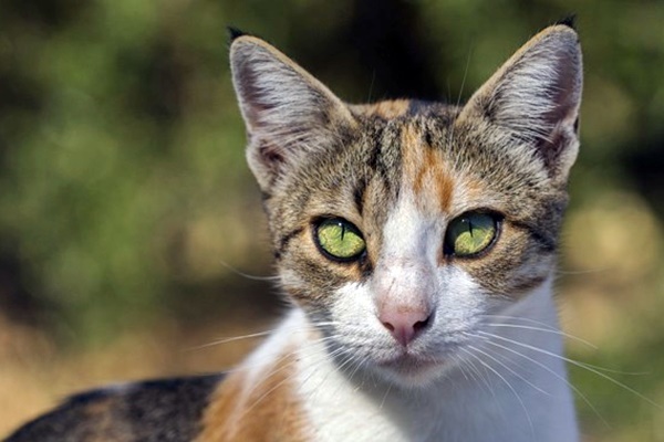 gatto con gli occhi verdi