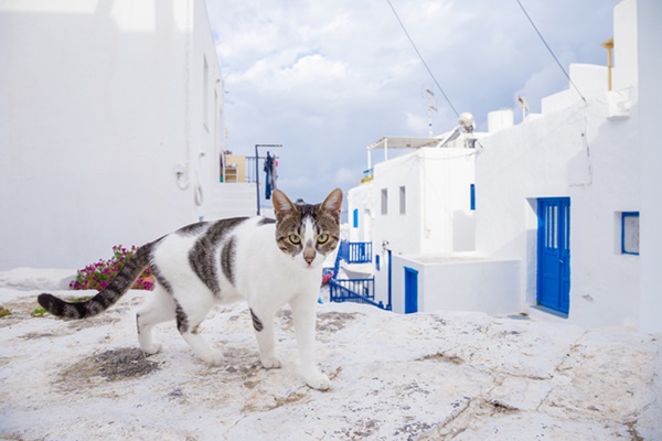 gatto egeo che vive in grecia