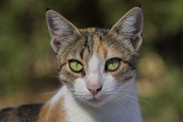 gatto che vive in mezzo alla natura