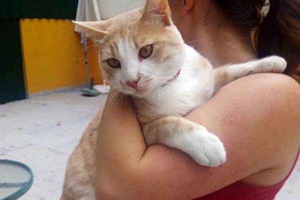 gatto in braccio alla sua padrona