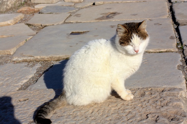 gatto che dorme sotto il sole