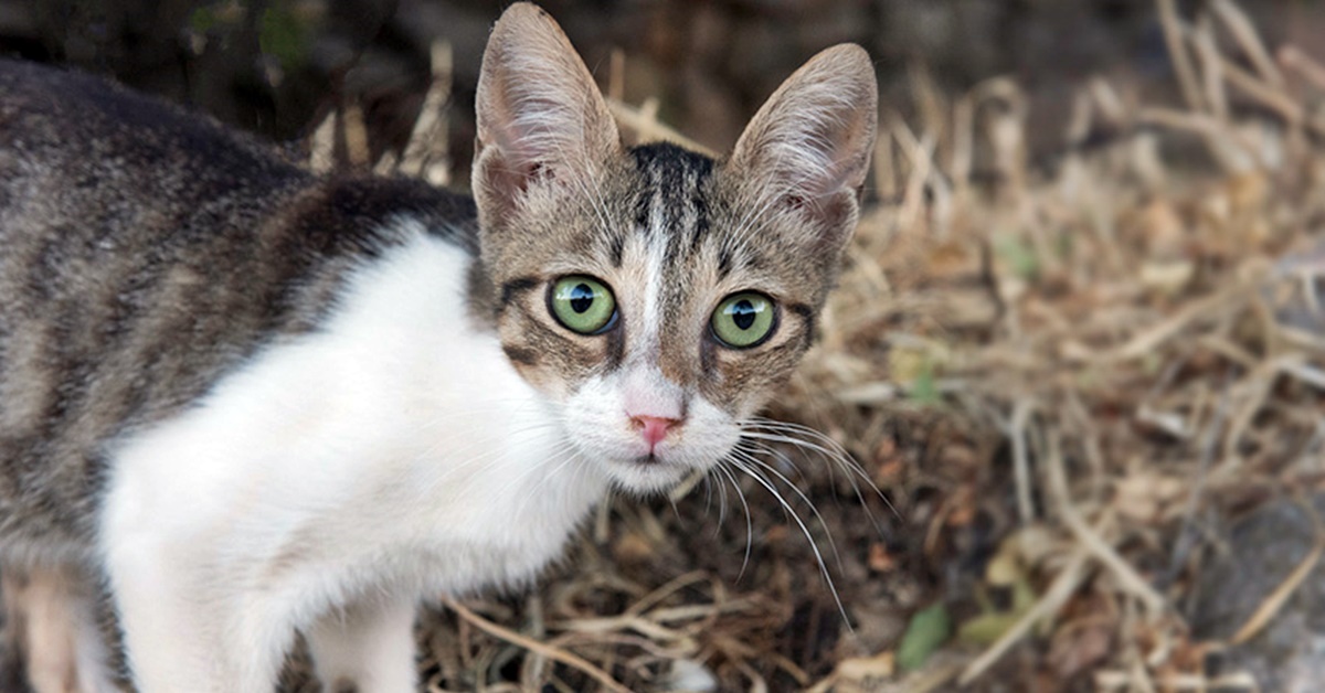 Gatto Egeo, cosa mangia? Dieta e consigli sull’alimentazione ideale