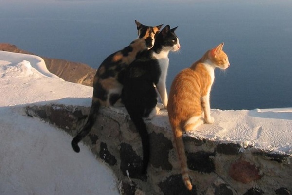 tre gatti che guardano il mare