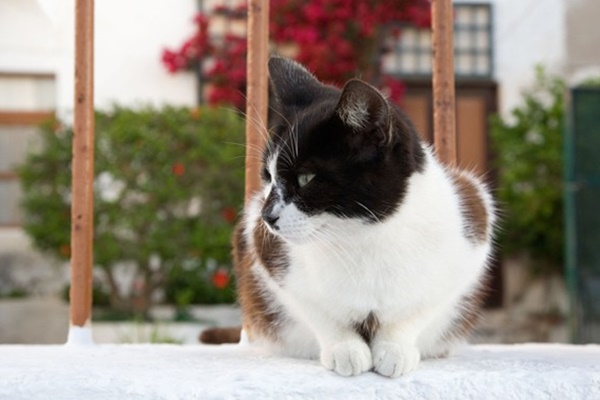 gatto vive in una casa con giardino