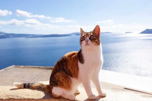 gatto con il mantello tricolore