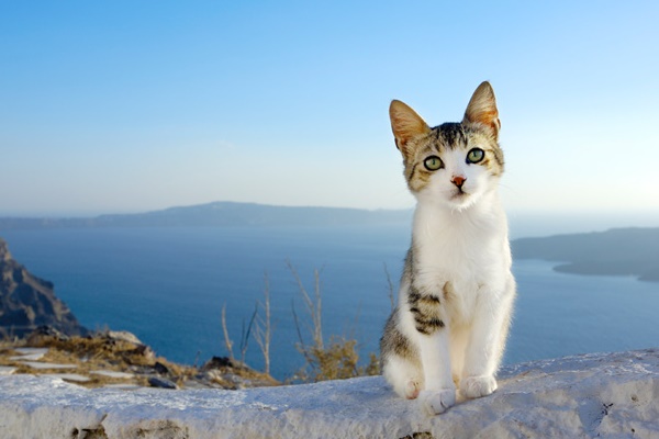 cucciolo di gatto egeo