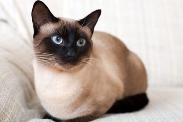 esemplare di gatto siamese