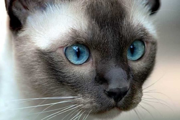 gatto con gli occhi blu