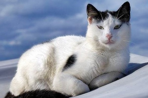 gatto bianco e nero