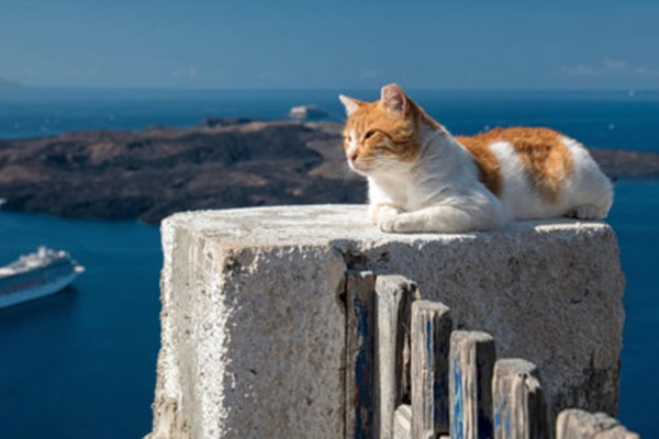 gatto in riva al mare