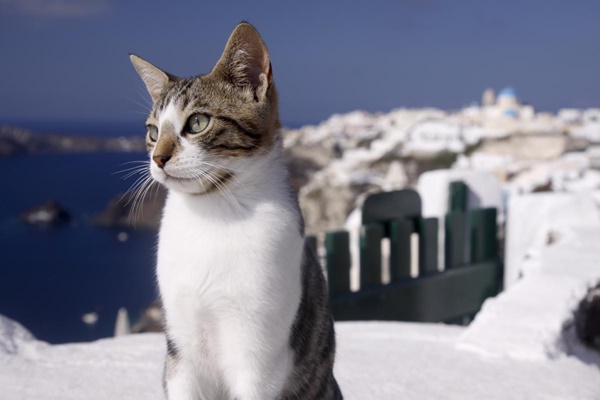 gatto con panorama marino