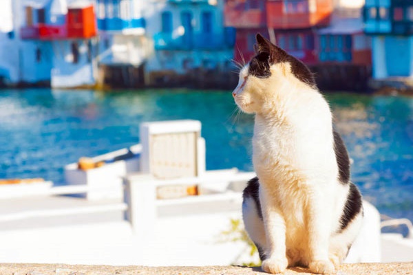 gatto che sa nuotare e pescare in mare