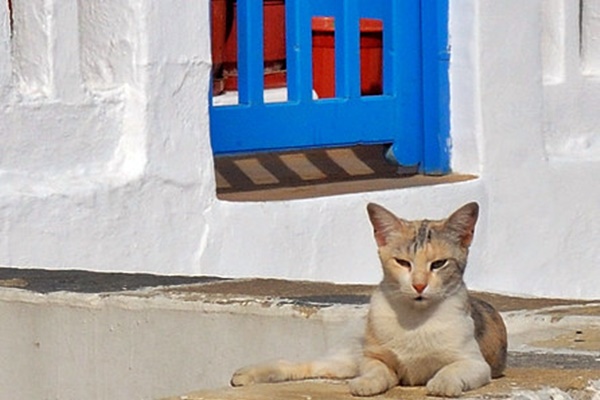 gatto randagio in grecia