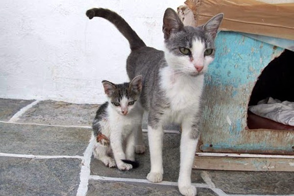 mamma gatta con il suo gattino