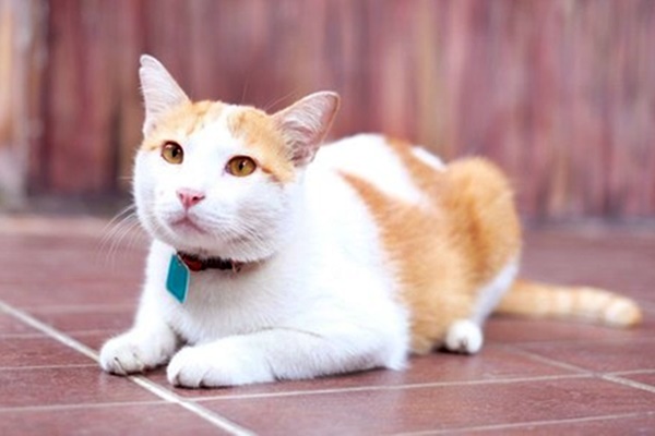 gatto bianco e arancione