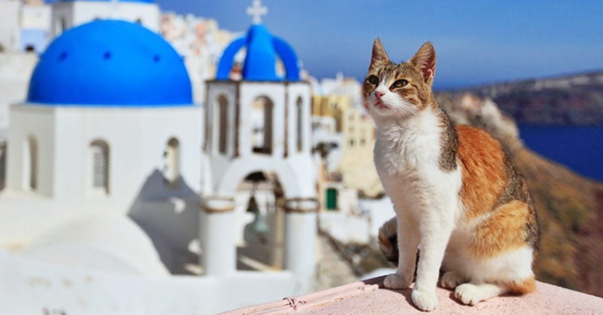 Gatto Egeo, immagini e foto bellissime di questo micio mediterraneo