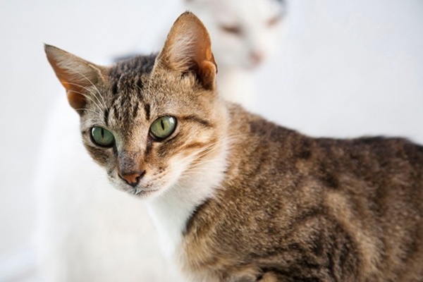 gatto a pelo bianco e tigrato