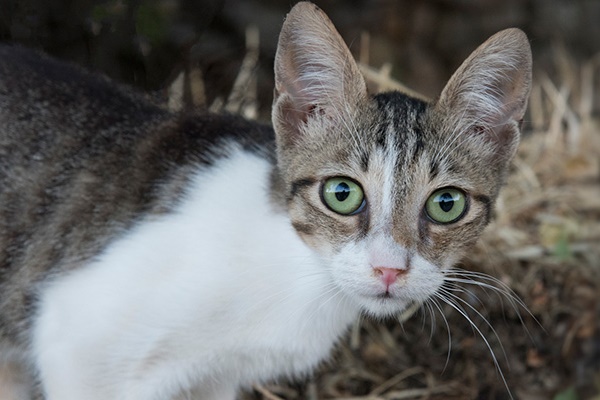 gatto egeo molto giovane