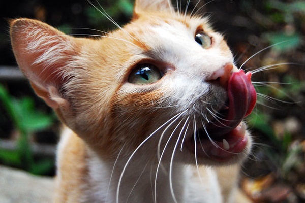 gatto che si lecca i baffi