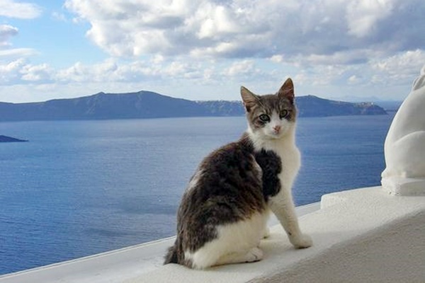 gatto che vive vicino al mare
