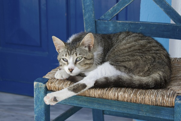 gatto che dorme su una sedia