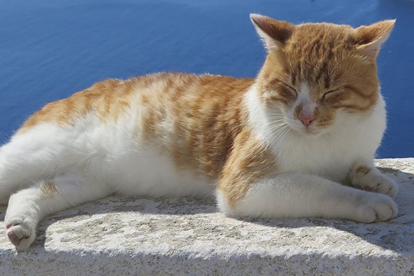 gatto che vive in un posto di mare