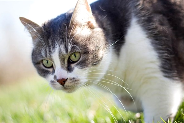 gatto con gli occhi verdi