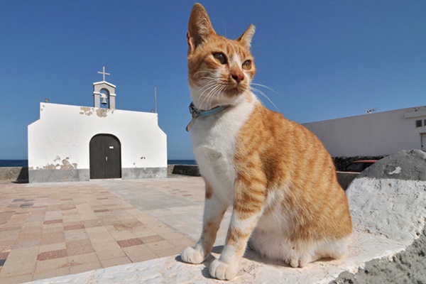 gatto arancione e bianco