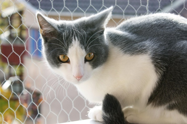 gatto egeo è una razza antichissima