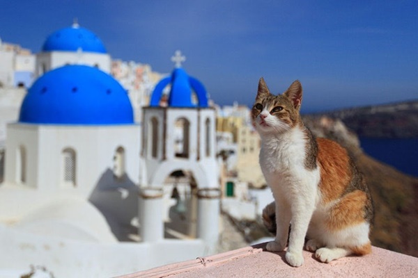 gatto egeo tesoro nazionale della grecia