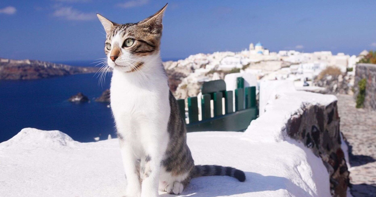 Gatto Egeo, storia e particolarità dell’unica razza proveniente dalla Grecia