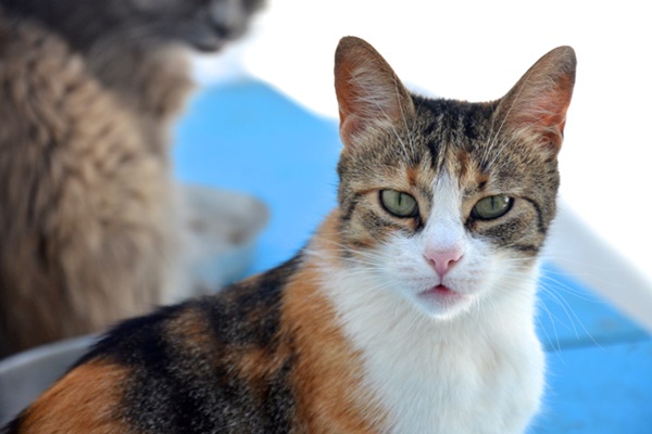 sguardo affascinante del gatto