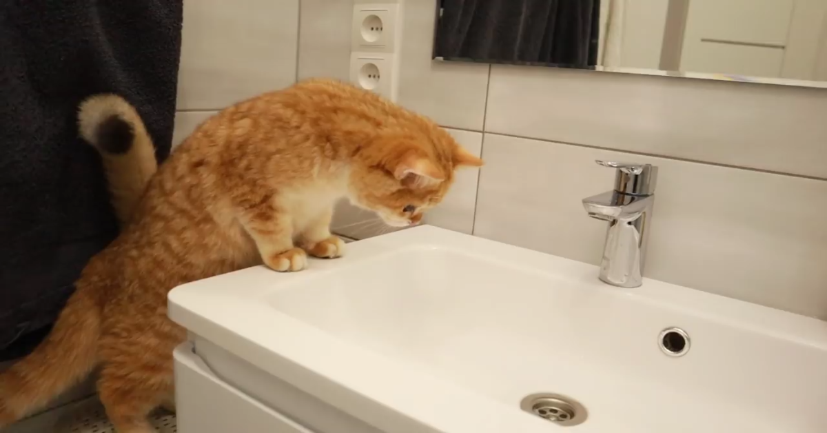 Gatto gioca con l’acqua per la prima volta(VIDEO)