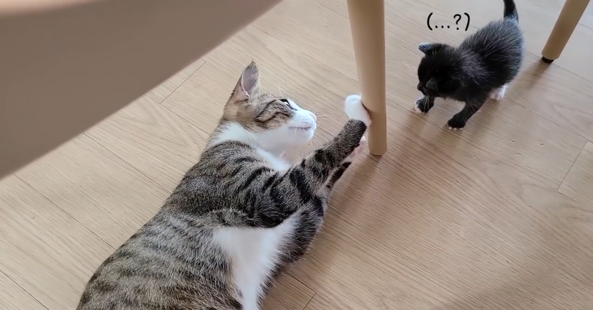 Un gatto grande vuole giocare con un cucciolo(VIDEO)