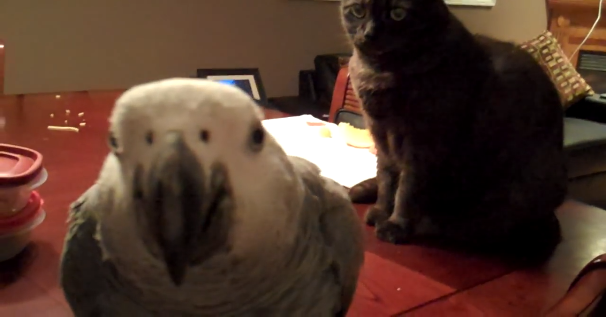 Gatto incontra pappagallo per la prima volta(VIDEO)
