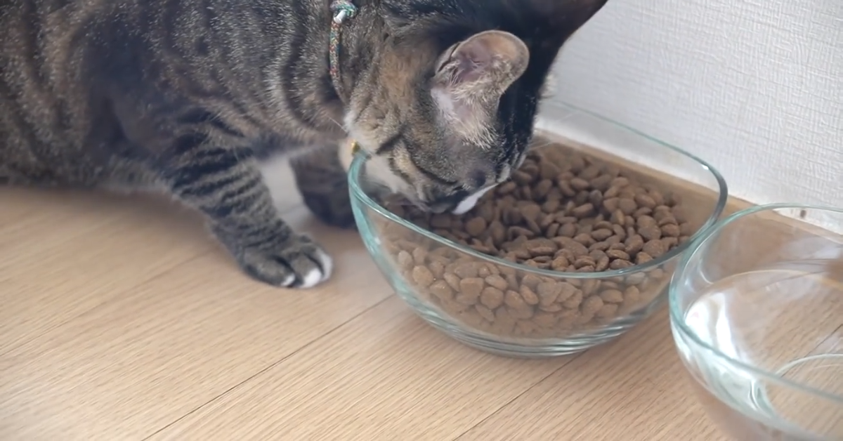 Gatto piange la mattina appena si sveglia (VIDEO)