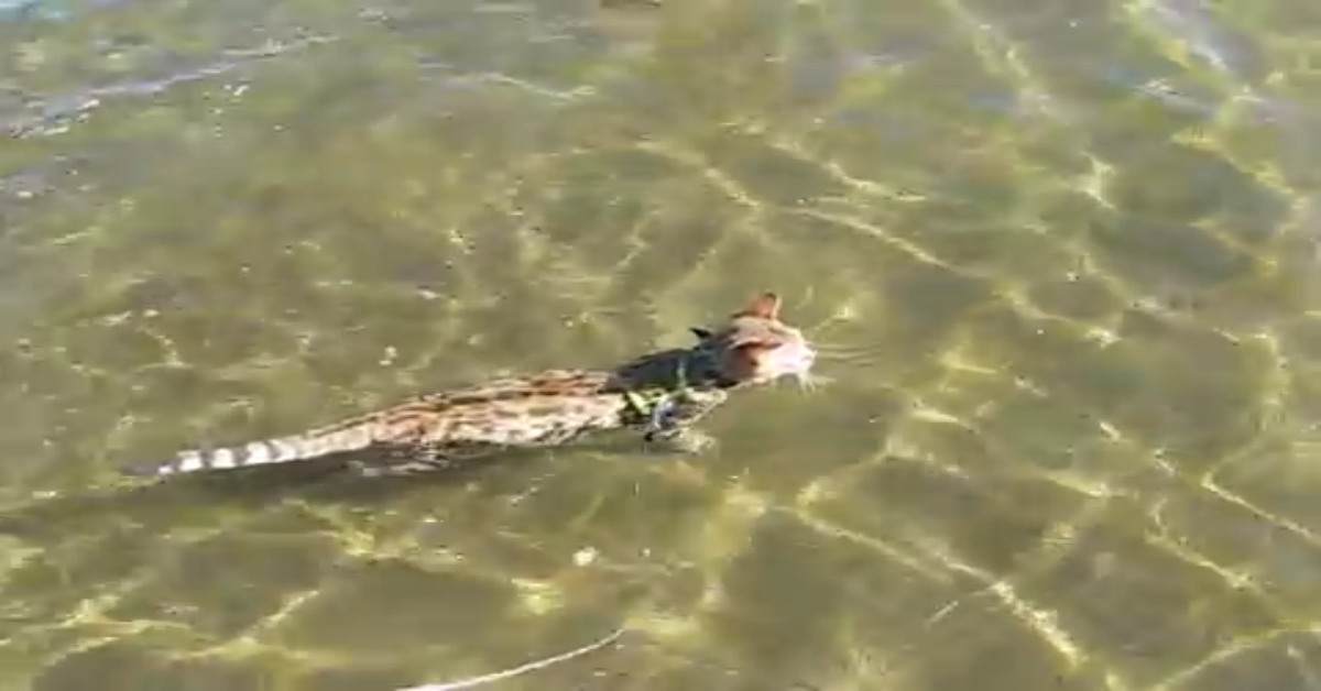 Diego il gatto va al mare per la prima volta (VIDEO)